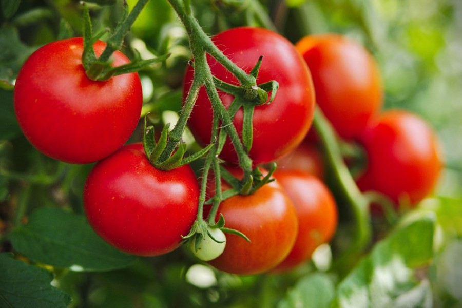 Dùng cà chua để trị thâm mụn như thế nào?