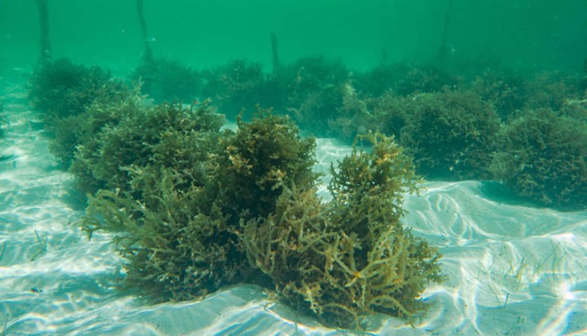 Dưỡng chất trong tảo biển kết hợp huyết thanh tiểu cầu giúp trị mụn hữu hiệu