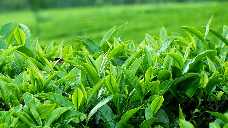 Lá trà xanh chống oxy hóa, viêm, mụn cứng đầu