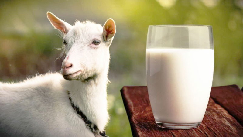 Sữa dê cũng là một thành phần chứa nhiều dưỡng chất có trong kem Kone