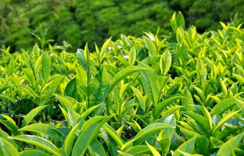 Tinh chất trà xanh trị mụn cơm nhờ thành phần kháng khuẩn, chống oxy hóa