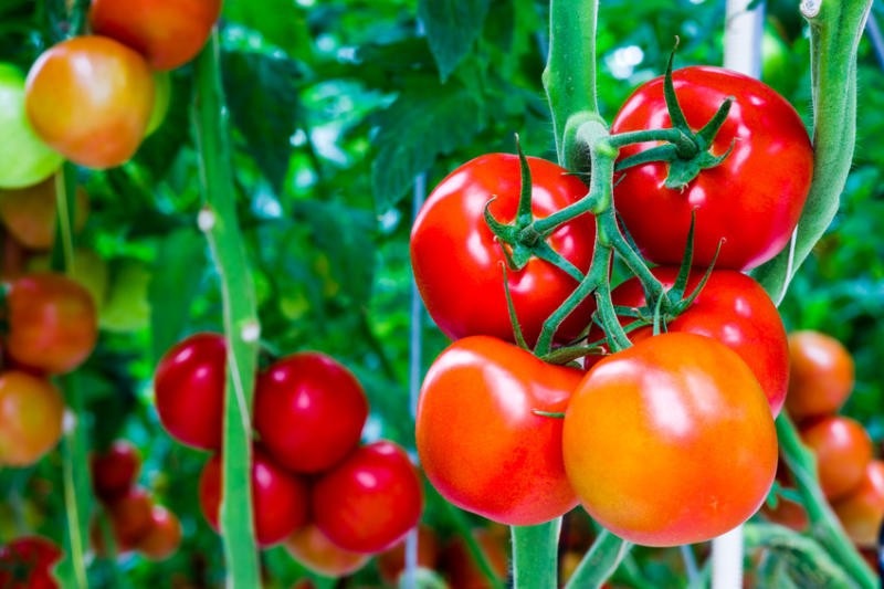 Cà chua chứa thành phần loại bỏ ria mép